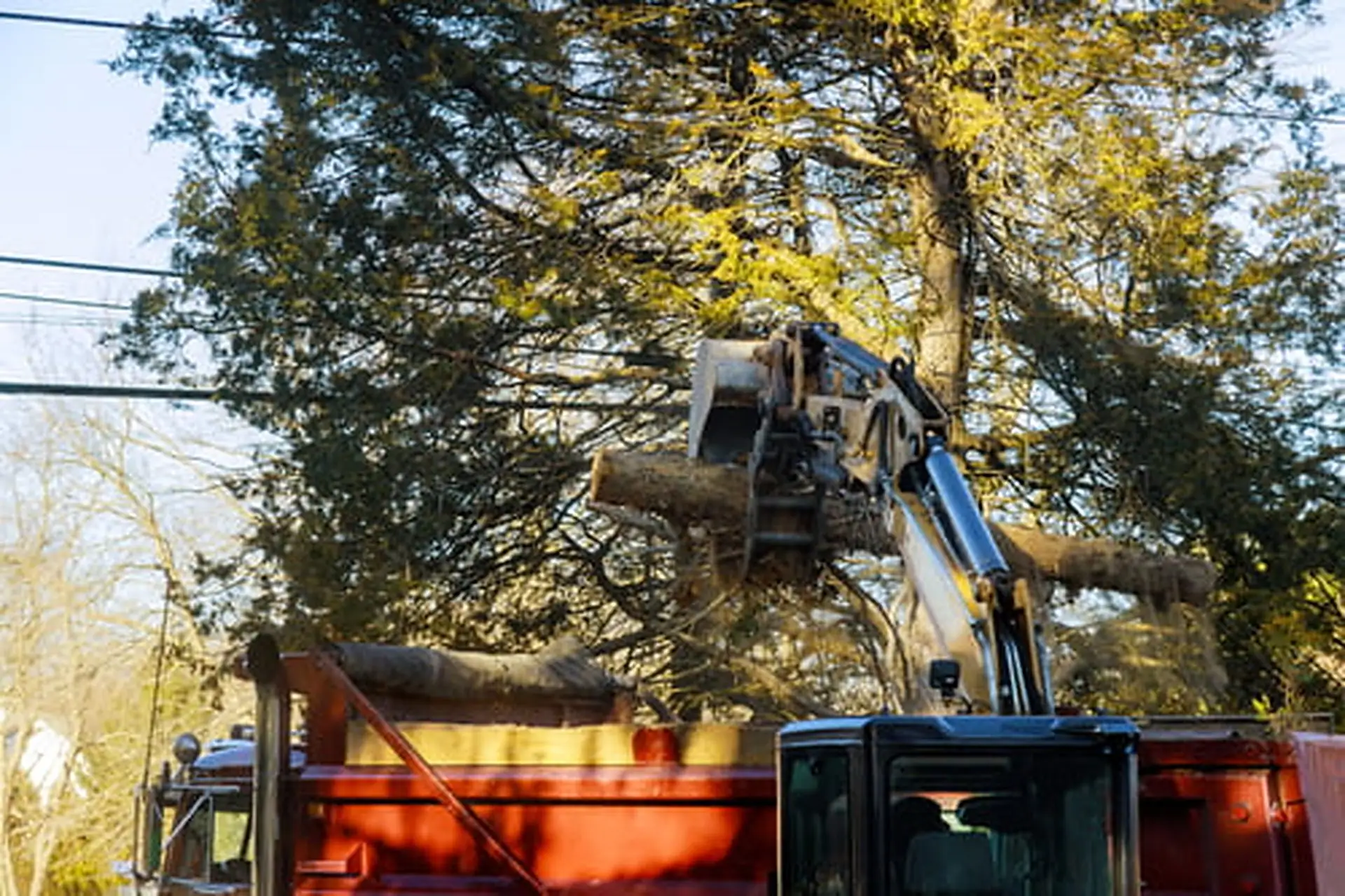 AJ Tree Expert and Landscape crew removing a large tree in Berks County, Pennsylvania