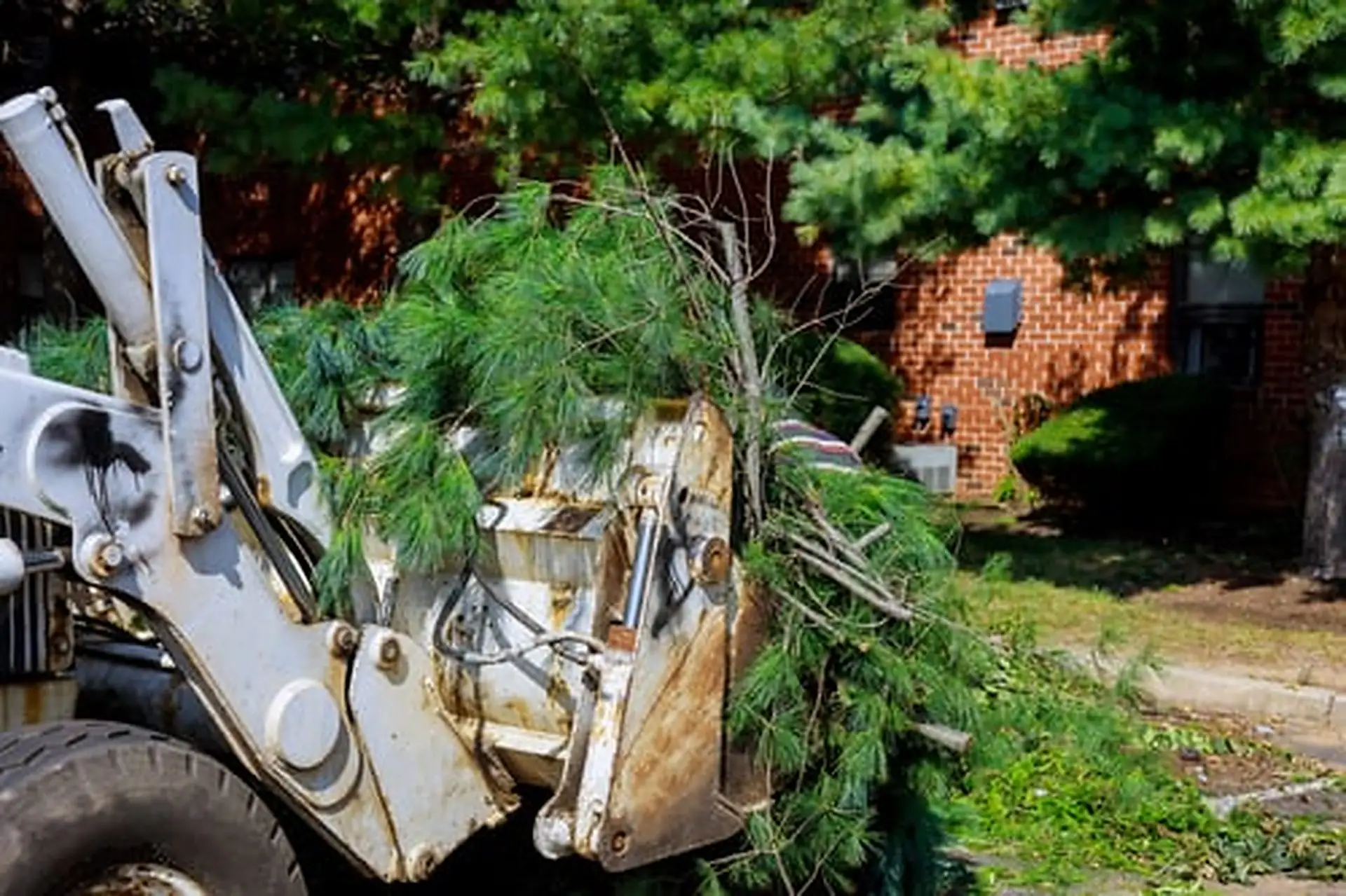 AJ Tree Expert and Landscape team at work