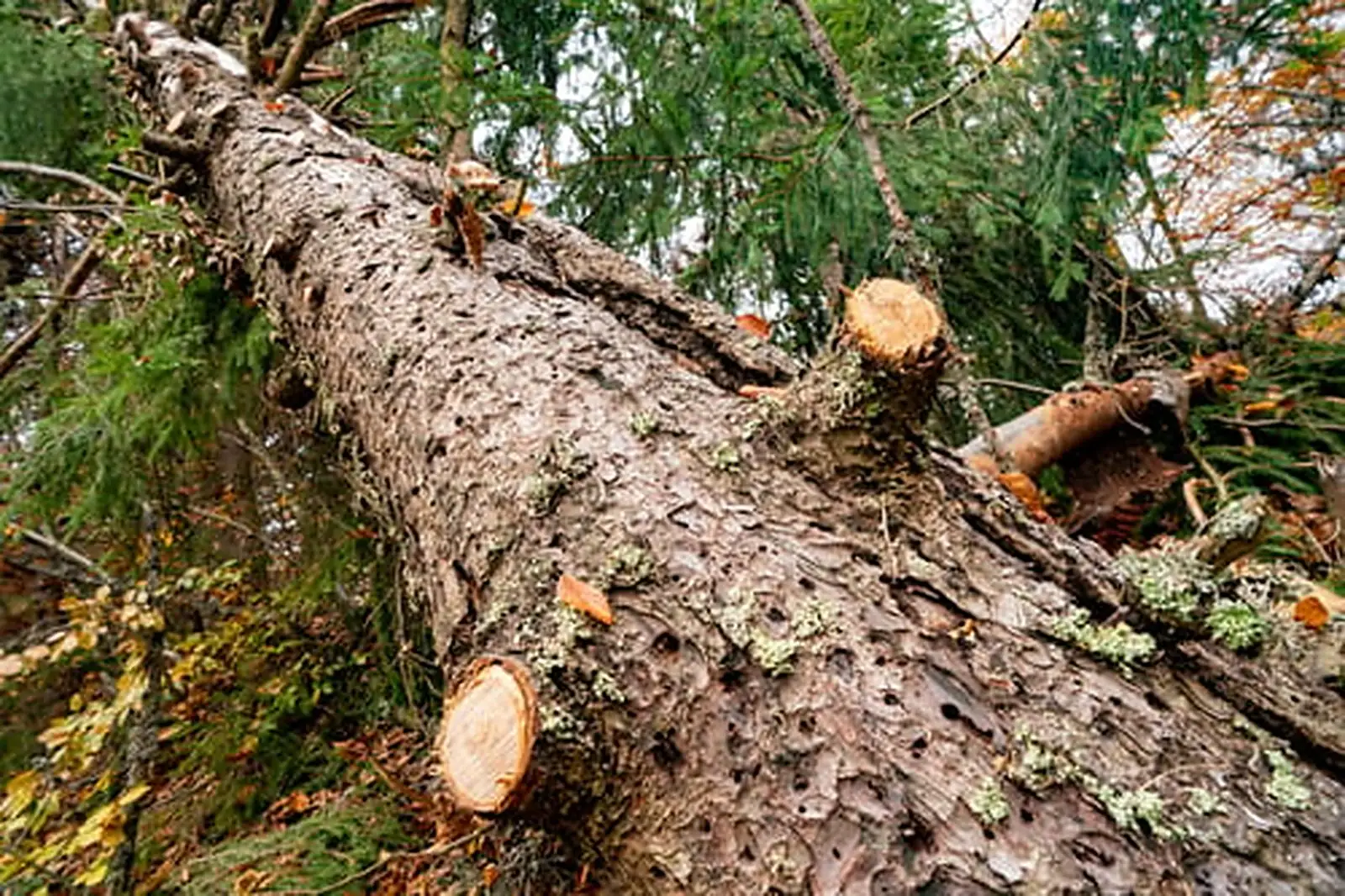 Tree Removal