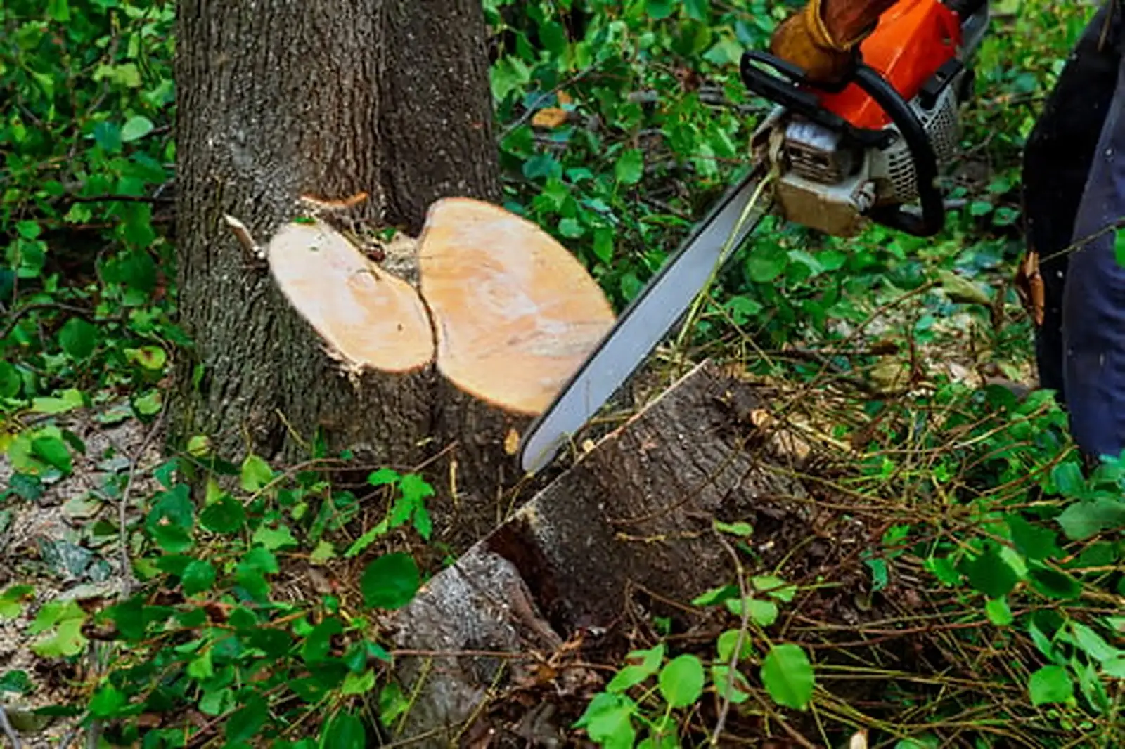 What a Fair Tree Removal Estimate Actually Includes