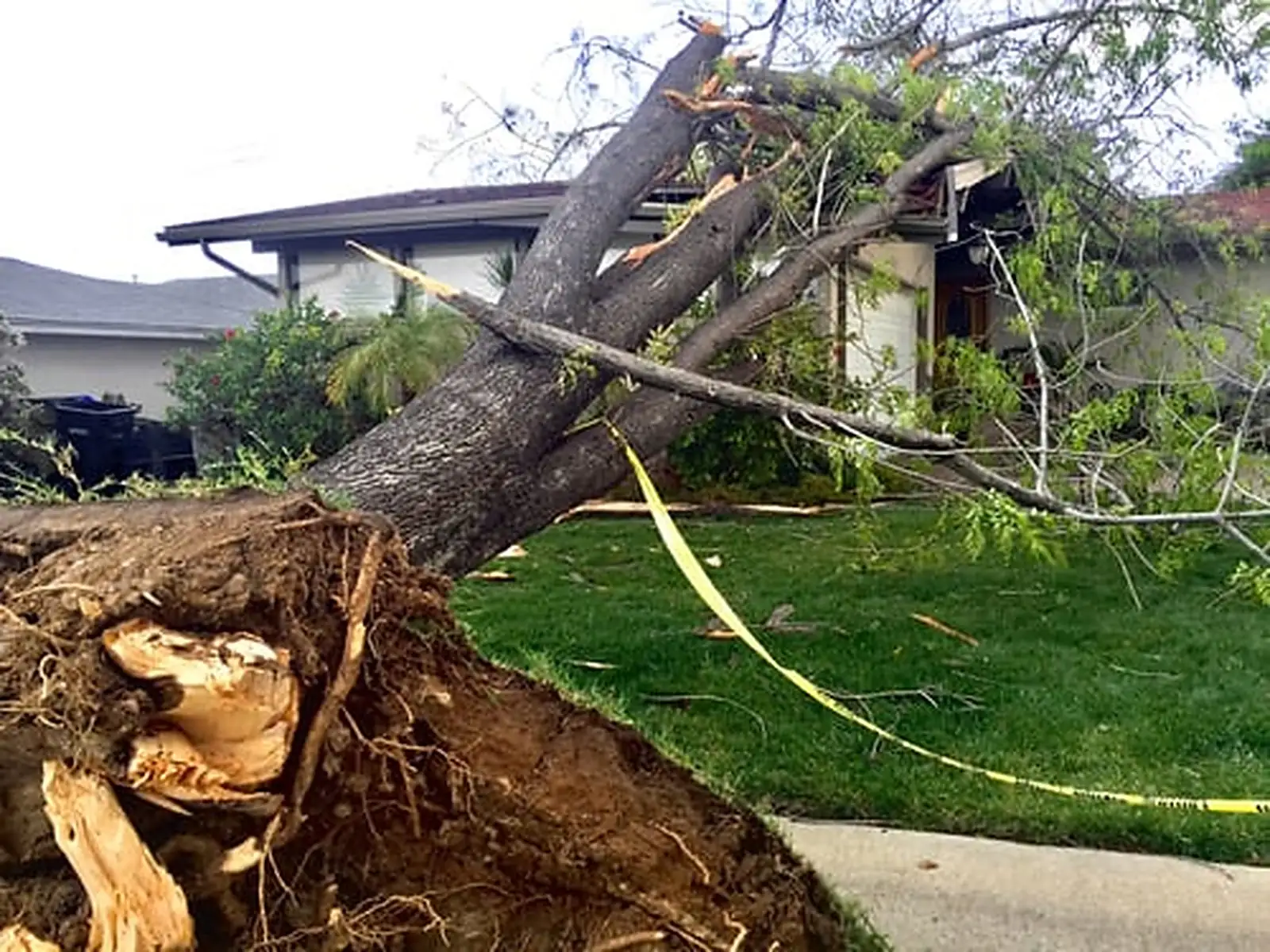 When a Tree Has to Come Down — and When It Really Doesn't